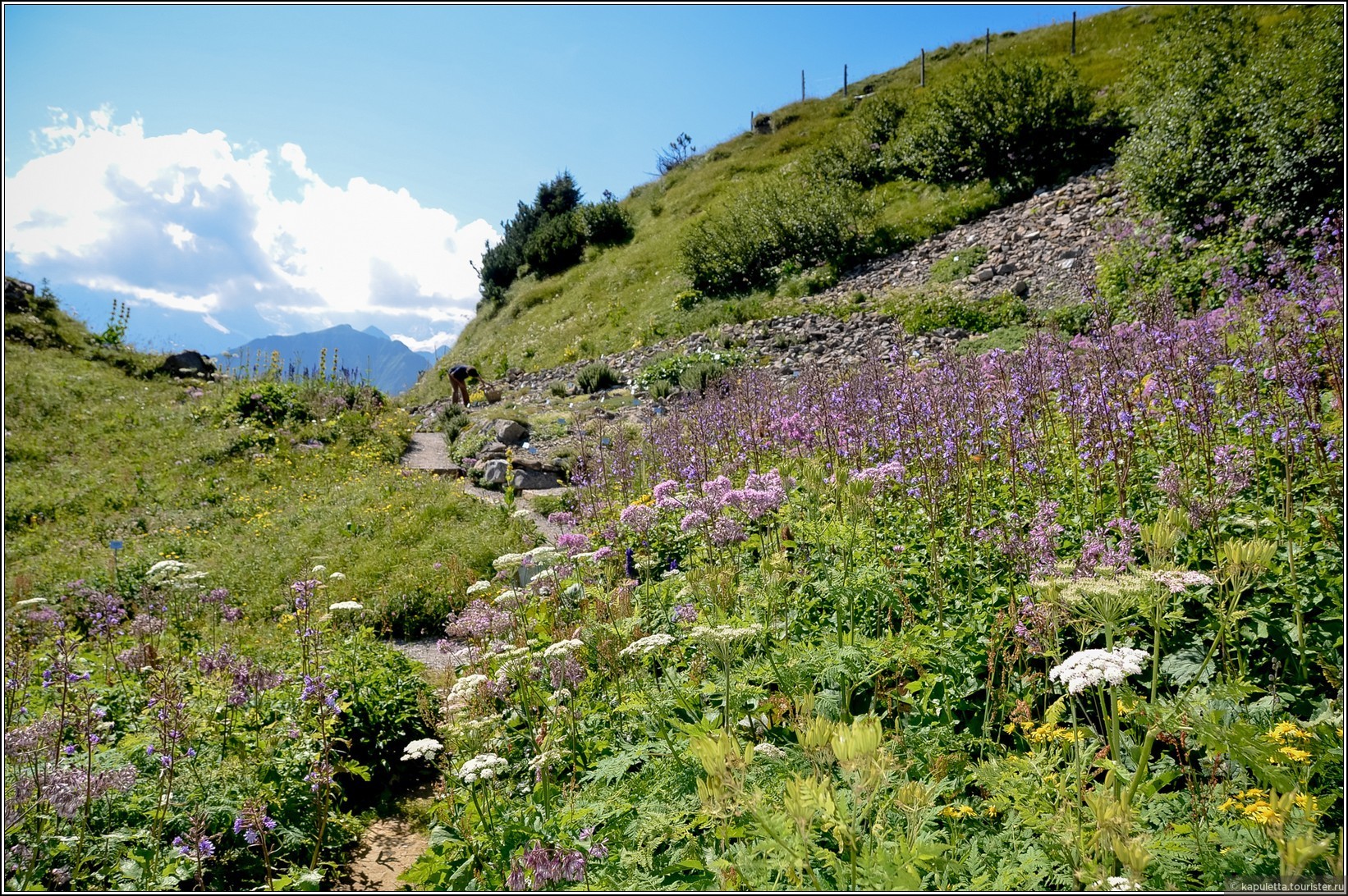 Schynige Platte (Wilderswil)